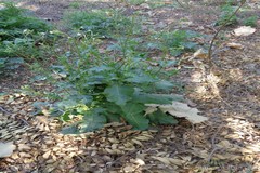 Nicotiana plumbaginifolia